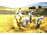 Women harvesting corn by hand.